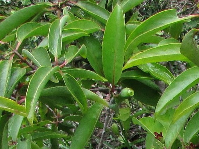 Santalum freycinetianum var. pyrularium