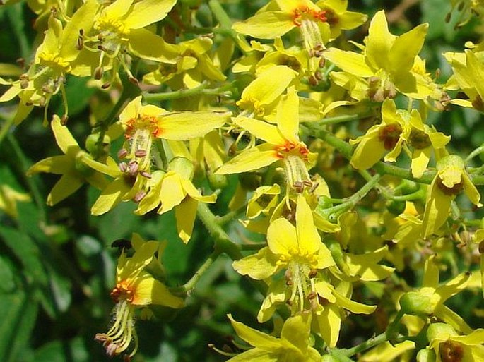 Koelreuteria paniculata