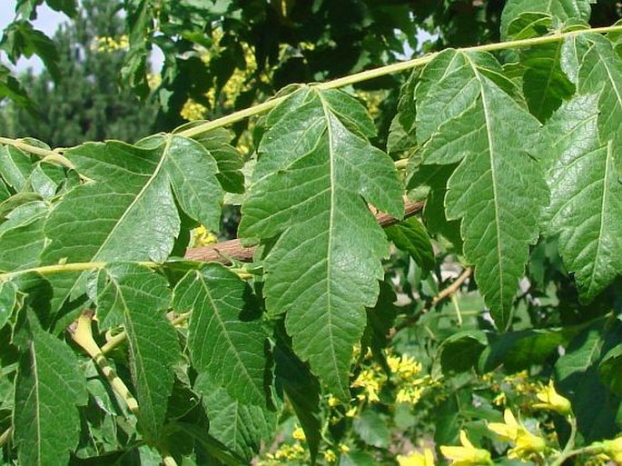 Sapindaceae