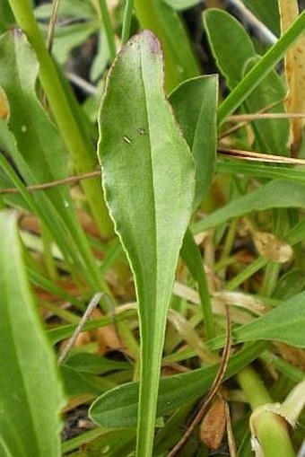 Saponaria bellidifolia