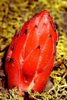 Sarcodes sanguinea