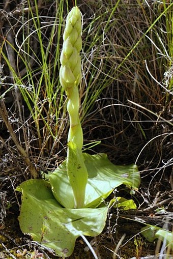 Satyrium erectum