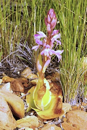 Satyrium erectum