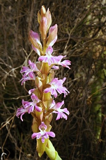 Satyrium erectum