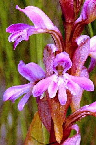 Satyrium erectum