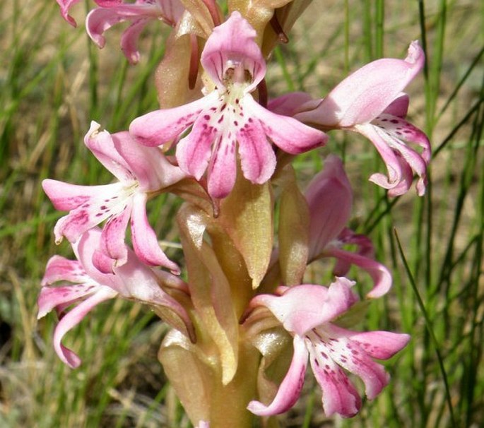 SATYRIUM ERECTUM Sw.