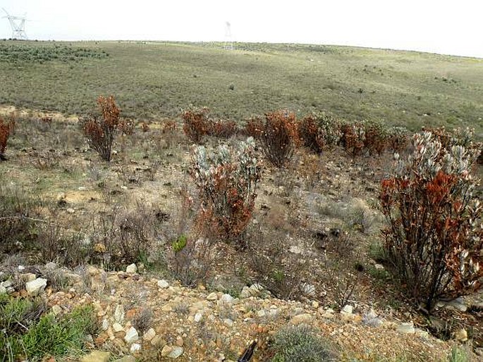 Satyrium erectum