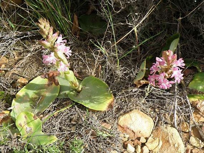 Satyrium erectum