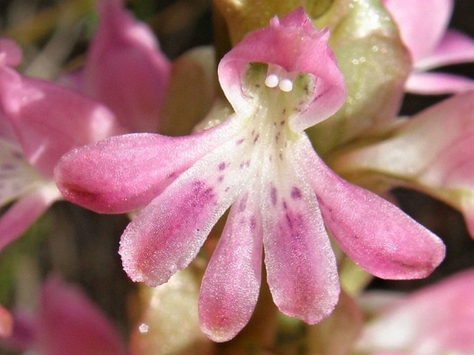 Satyrium erectum