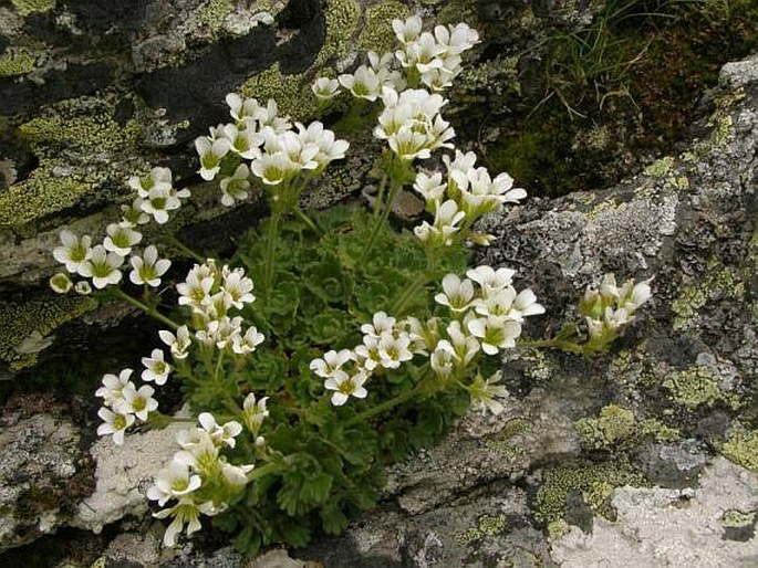 Saxifraga pedemontana subsp. cymosa