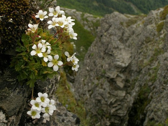 Saxifraga pedemontana subsp. cymosa