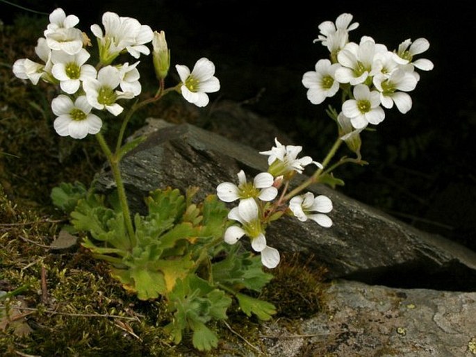 Saxifraga pedemontana subsp. cymosa