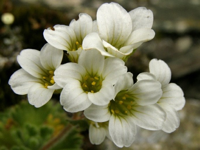 Saxifraga pedemontana subsp. cymosa