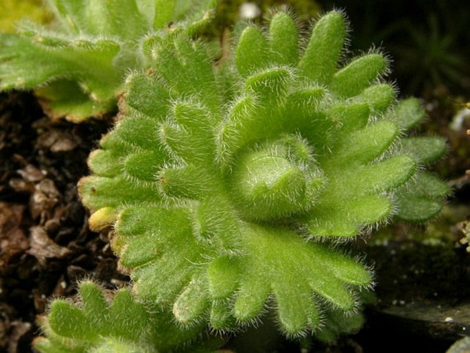 Saxifraga pedemontana subsp. cymosa