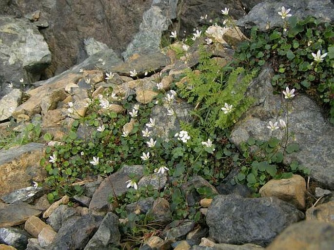 Saxifraga taygetea