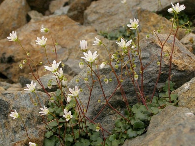 Saxifraga taygetea