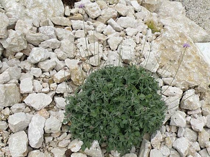 Scabiosa cinerea