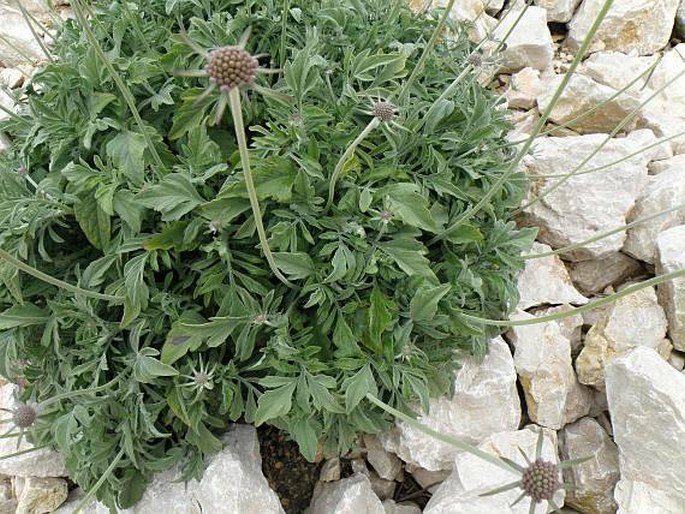 Scabiosa cinerea