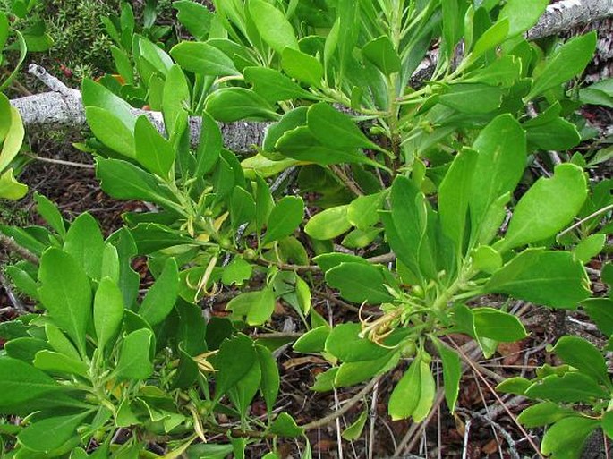 Scaevola gaudichaudii