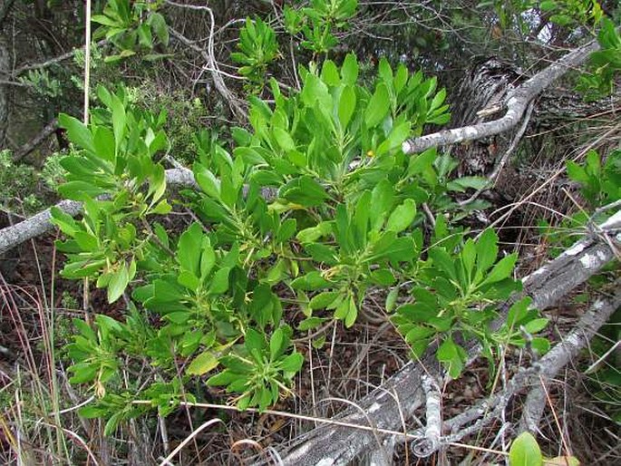 Scaevola gaudichaudii