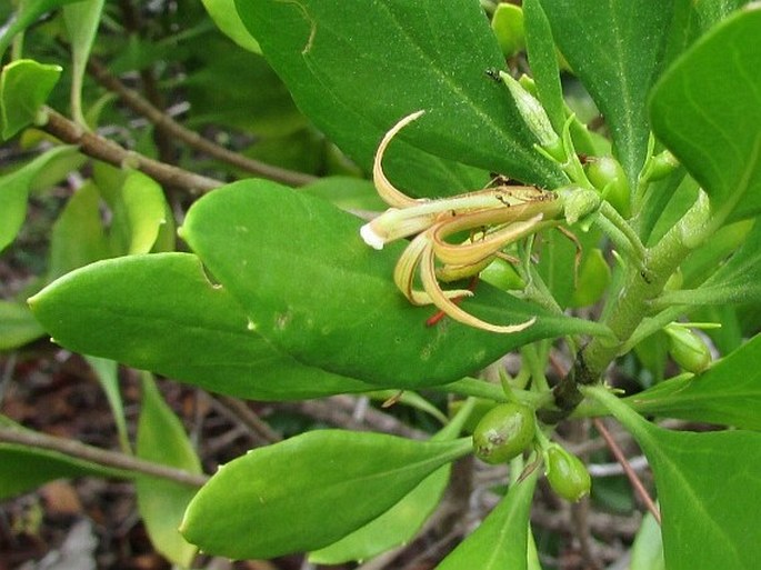 Scaevola gaudichaudii