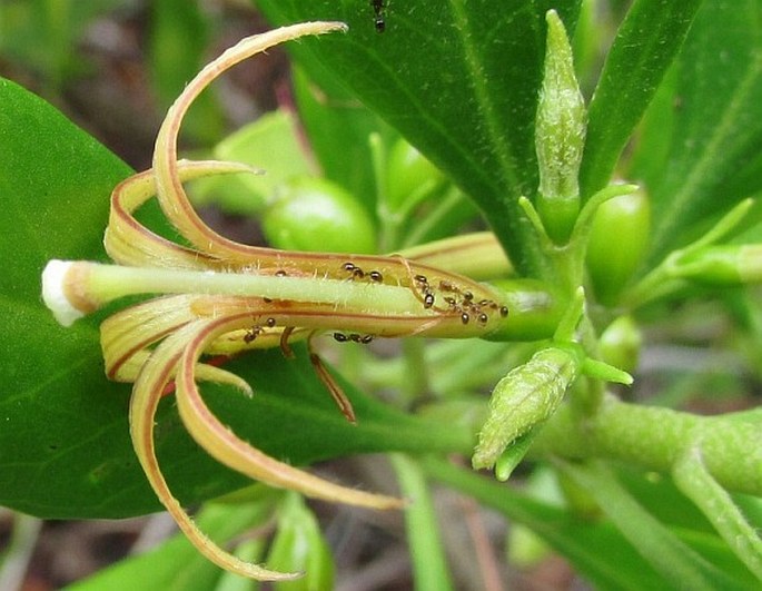 Scaevola gaudichaudii