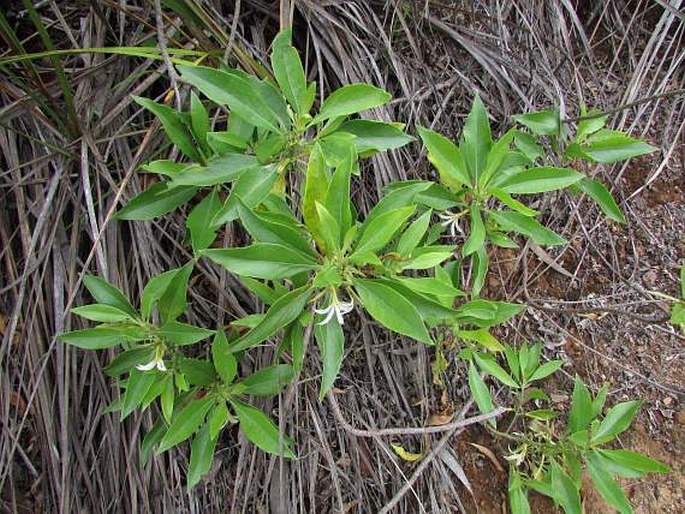 Scaevola procera