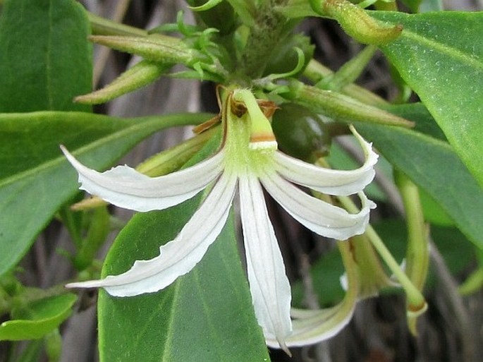 Scaevola procera