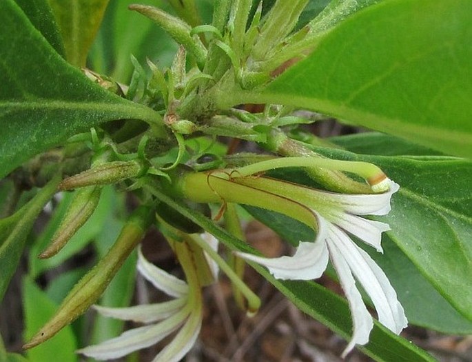 Scaevola procera