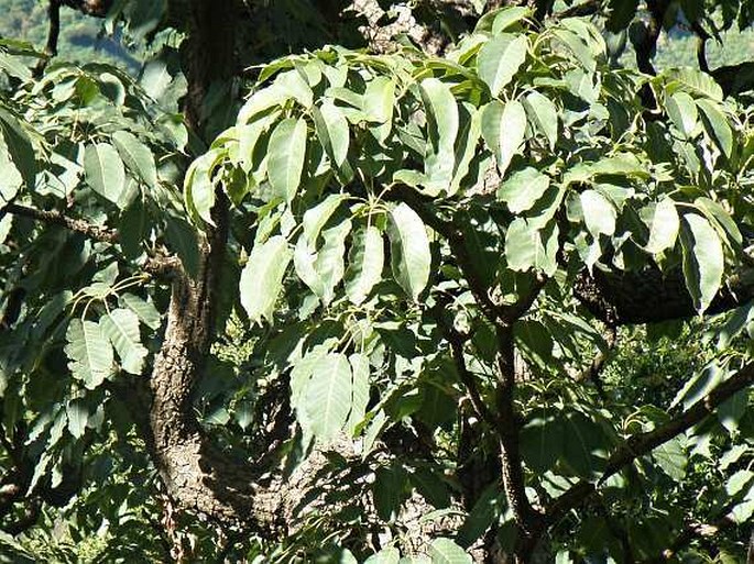 Schefflera abyssinica