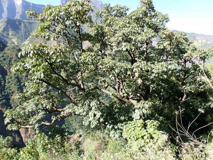 Schefflera abyssinica