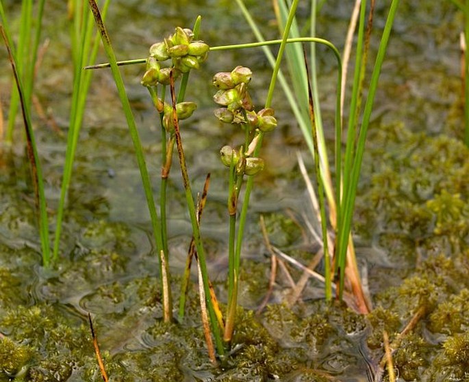 SCHEUCHZERIACEAE Rudolphi – blatnicovité