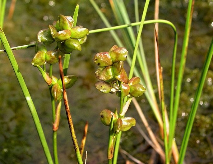 Scheuchzeriaceae