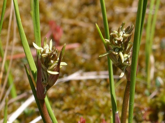 Scheuchzeriaceae