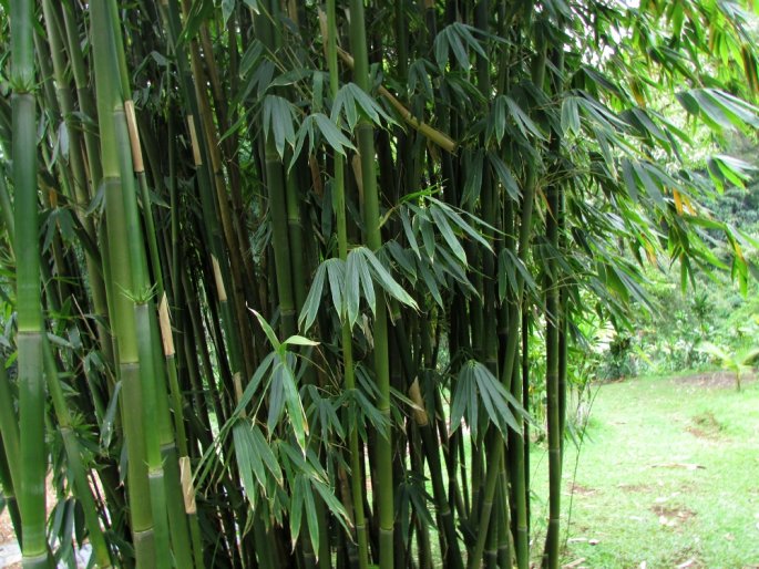 Schizostachyum glaucifolium