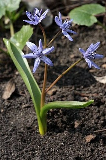 Scilla bifolia subsp. spetana