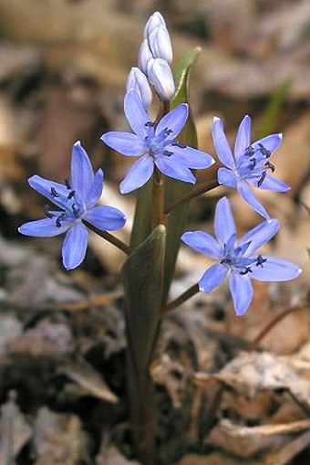 Scilla bifolia subsp buekkensis