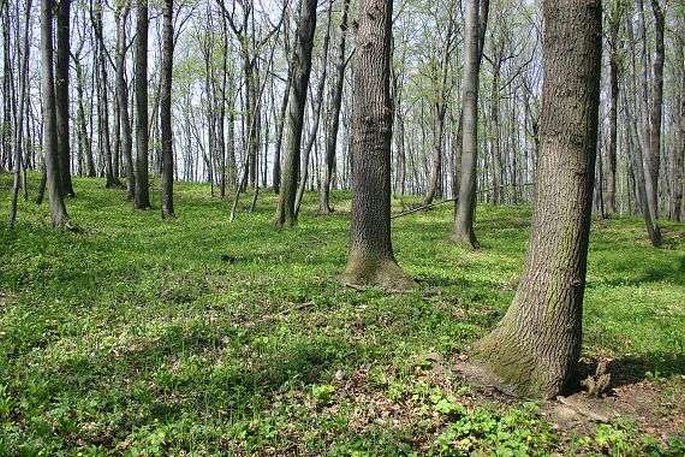 Scilla bifolia subsp buekkensis