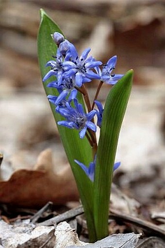 Scilla bifolia subsp. rara