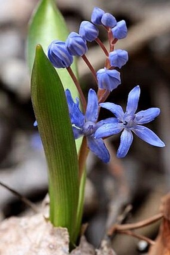 Scilla bifolia subsp. rara