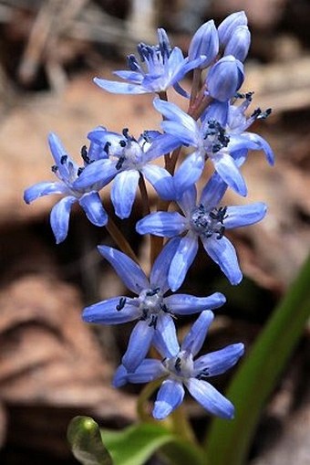 Scilla bifolia subsp. rara