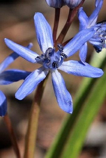 Scilla bifolia subsp. rara