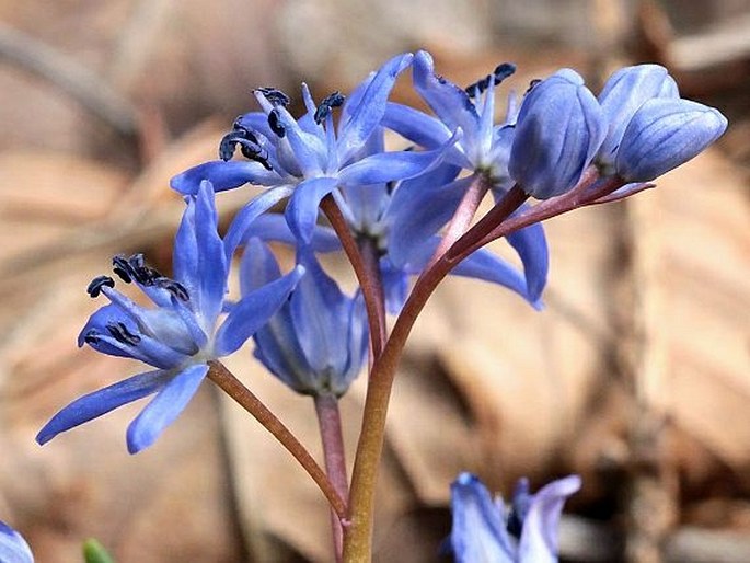 SCILLA BIFOLIA subsp. RARA Trávn. – ladoňka dvoulistá vzácná / scila