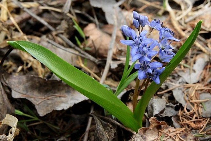 Scilla bifolia subsp. rara