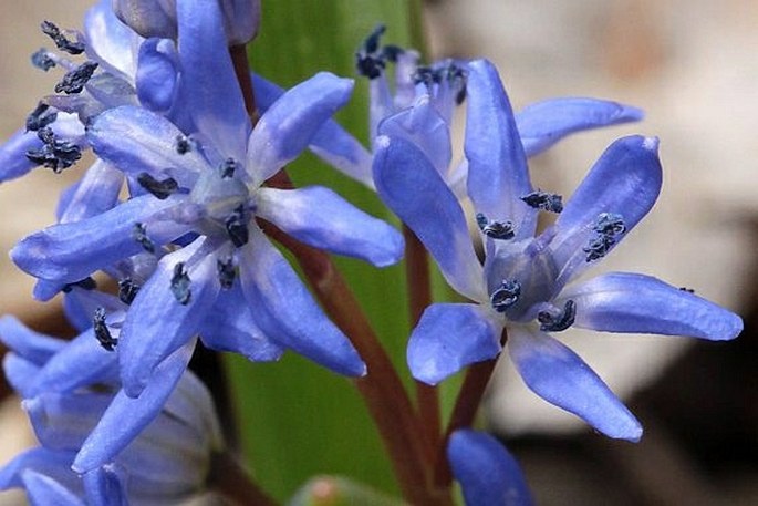 Scilla bifolia subsp. rara