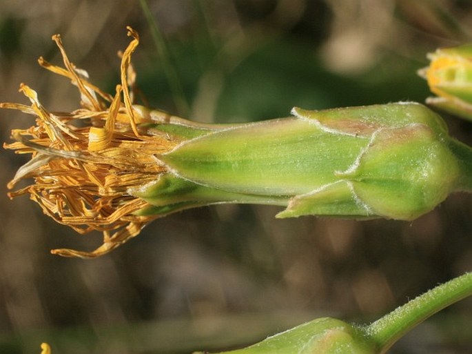 Scorzonera hispanica