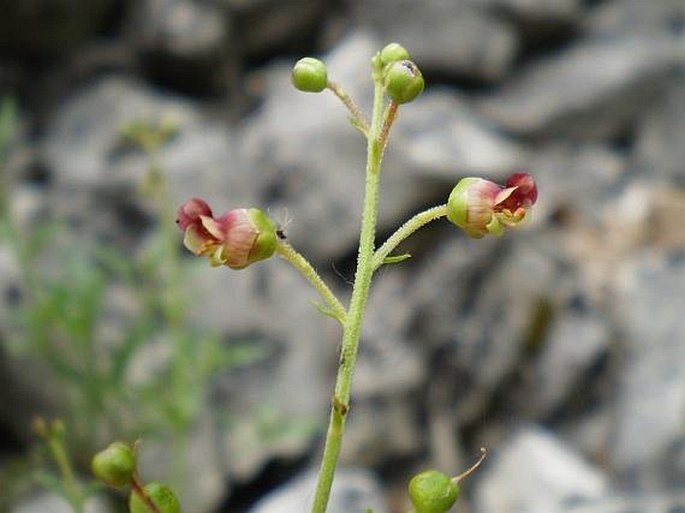 SCROPHULARIA HETEROPHYLLA subsp. LACINIATA (Waldst. et Kit.) Maire et Petitm. – krtičník