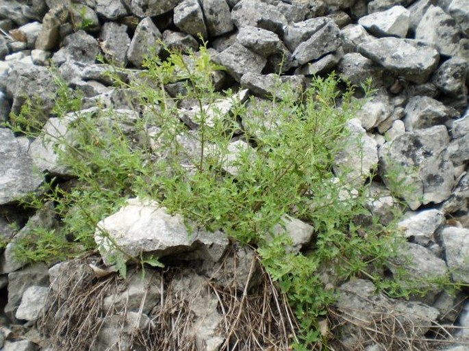 Scrophularia heterophylla subsp. laciniata