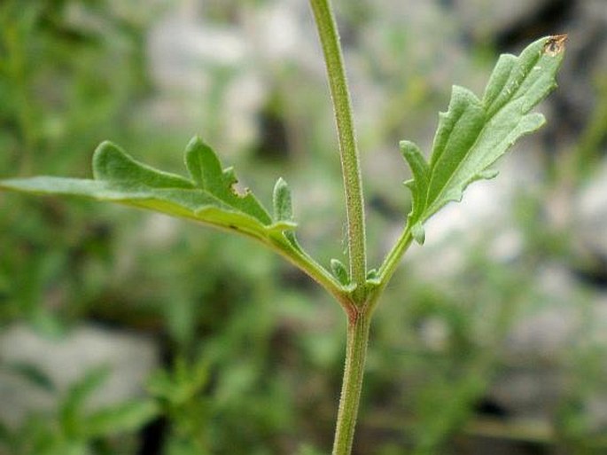 Scrophularia heterophylla subsp. laciniata