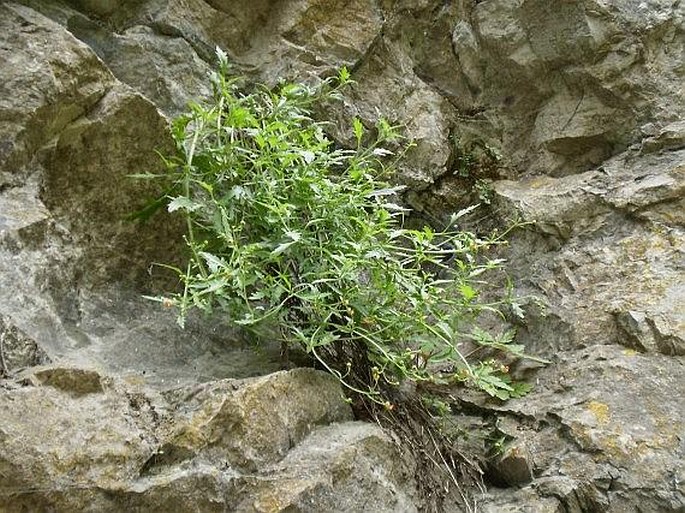 Scrophularia heterophylla subsp. laciniata